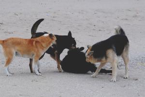  Cómo deshacerse de los perros callejeros