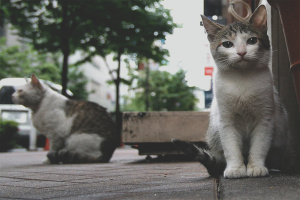  Cómo deshacerse de los gatos y los gatos