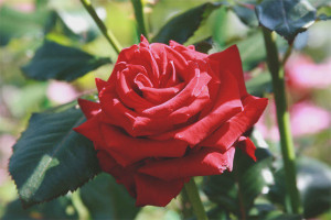  Cómo crecer una rosa de una flor cortada