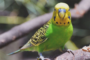  Cómo enseñar a un loro a hablar