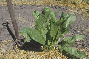  Bagaimana untuk mendapatkan horseradish dari taman