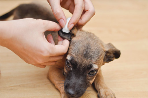  Bagaimana untuk menarik tikam anjing