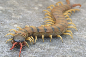  Cómo deshacerse de scolopendra