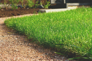  Bagaimana untuk menanam rumput rumput