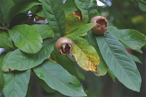  Loquat Jerman