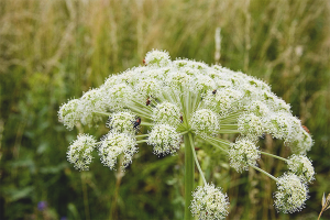  Bagaimana untuk menghilangkan Hogweed