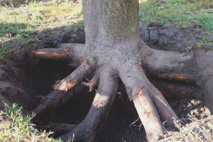  Bagaimana untuk menghilangkan akar pokok