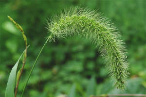  Bagaimana untuk menghilangkan wheatgrass