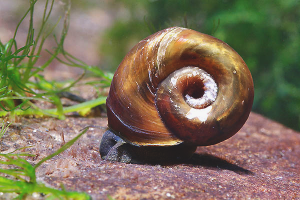  Cómo deshacerse de los caracoles en el acuario.