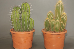  Cómo cuidar el cactus