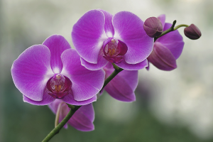  Cómo cuidar la orquídea