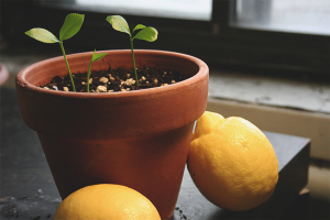  Cómo cultivar limón