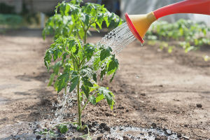  Berapa kerap menyiram benih tomato?