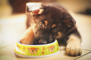  Bagaimana untuk memberi makan anjing gembala Jerman