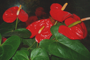  Cómo cuidar anthurium