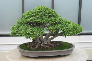  Cómo cultivar bonsai.