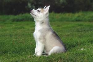  Bagaimana untuk melatih Huskies