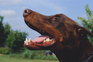  Cómo deshacerse del mal aliento en los perros.