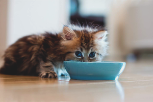  Bagaimana untuk memberi makan anak kucing bulanan