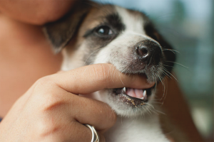  Bagaimana untuk merengut menggigit anjing