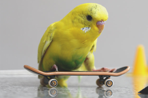  Cómo transportar un loro en el coche.