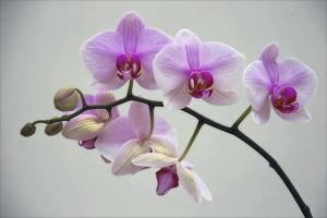  Cómo podar la orquídea después de la floración.