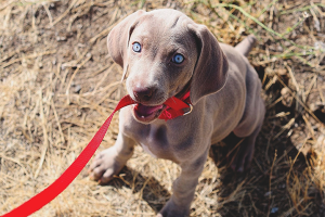  Bagaimana untuk mengajar anak anjing untuk tali dan kolar