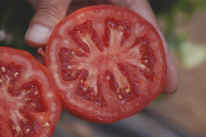  Bagaimana untuk mengumpul biji tomato