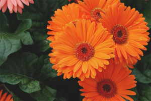  Cómo cuidar una gerbera.