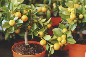  Cómo cuidar un árbol de mandarina.