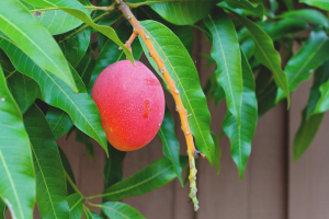  Cómo cultivar mango de hueso.