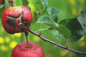  Cara menangani kudung pada pokok epal