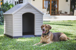  Bagaimana untuk mengajar anjing ke gerai