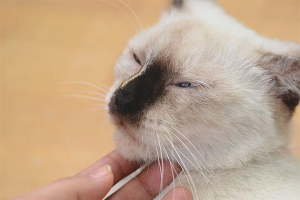  Bagaimana untuk menenangkan kucing semasa estrus