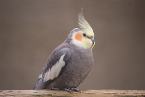  Cómo enseñar a corella a hablar.