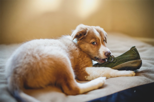  Bagaimana untuk merampas anjing untuk menggerogoti perkara