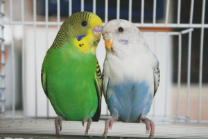  Cómo criar loros ondulados