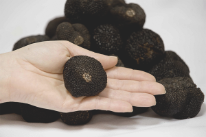  Cómo cultivar trufas