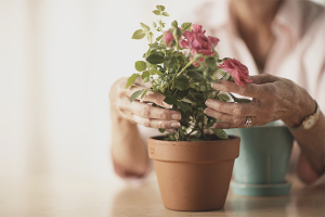  Cómo cuidar una rosa en una maceta.