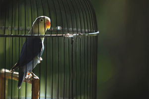  Cómo conducir un loro en una jaula