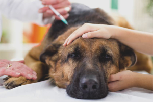  Bagaimana untuk merawat anjing dalam keadaan gelisah