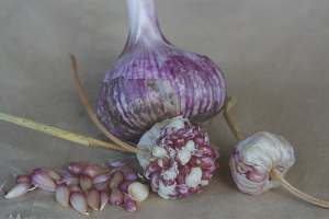  Cómo cultivar ajo de bulbochek