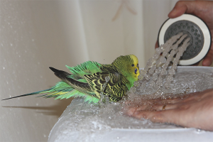  Cómo bañar loros ondulados.