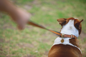  Bagaimana untuk merobohkan seekor anjing tarik tali untuk berjalan-jalan