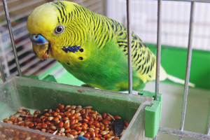  Cómo alimentar a un loro ondulado.