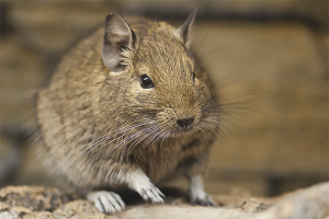  Cómo cuidar degu