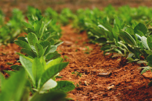  Cómo cultivar tabaco en el jardín para fumar.