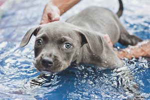  Bagaimana untuk mengajar anjing untuk berenang