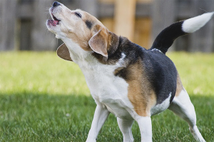  Bagaimana hendak merawat anjing untuk menyalak anjing lain