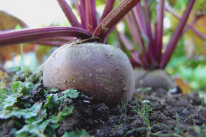  Cómo cultivar remolachas en campo abierto.